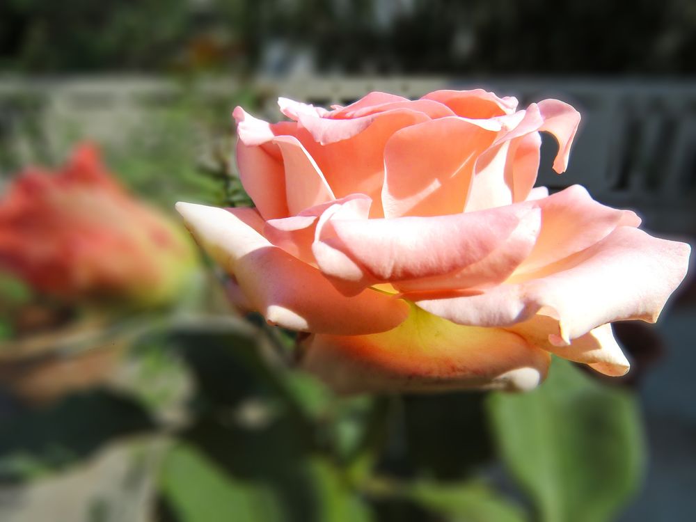 Обои для рабочего стола Розовая роза на размытом фоне, by Suresh Babu Guddanti