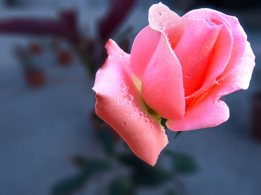 Обои для рабочего стола Розовая роза с капельками воды на размытом фоне, by Suresh Babu Guddanti