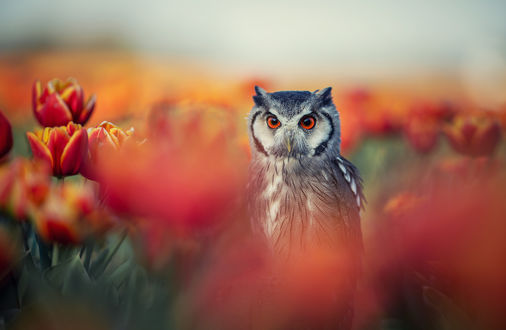 Обои на рабочий стол Сова среди тюльпанов, by Tanja Brandt