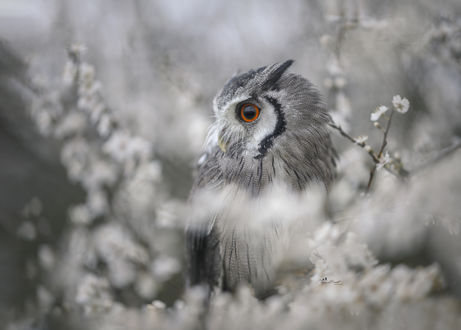 Обои на рабочий стол Сова среди цветов, by Tanja Brandt