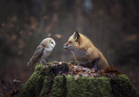 Обои на рабочий стол Сова перед лисой на пне, by Tanja Brandt