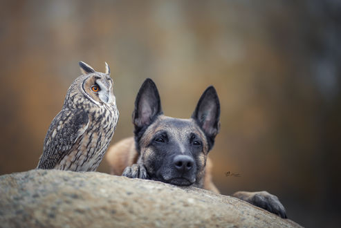 Обои на рабочий стол Сова рядом с овчаркой на камне, by Tanja Brandt