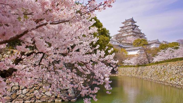 Обои на рабочий стол Himeji castle / замок Химэдзи, замок Белой Цапли во время цветения сакуры, Hyogo Prefecture, Japan / Япония