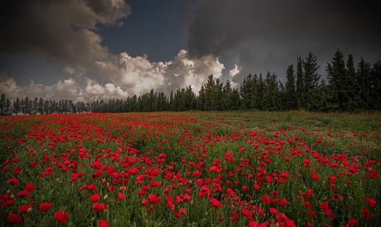 Обои на рабочий стол Поле маков и деревья под облачным небом, by Isam Telhami