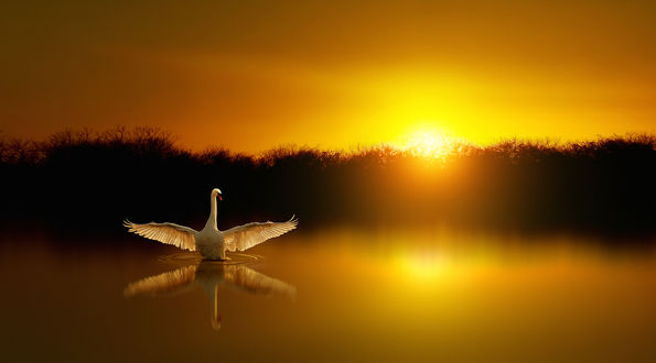 Обои на рабочий стол Лебедь на воде на фоне заката солнца, by Antonio Amati