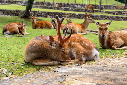 Обои на рабочий стол Олени в Nara Park, Nara, Japan / Нара Парке, Нара, Япония