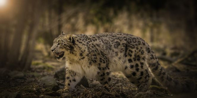Обои на рабочий стол Леопард на природе, by John S