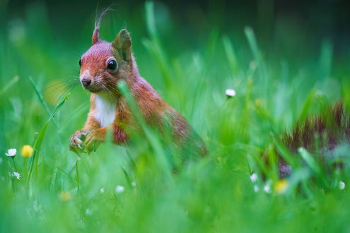 Обои на рабочий стол Белка на зеленой траве, by Daniel Grothe