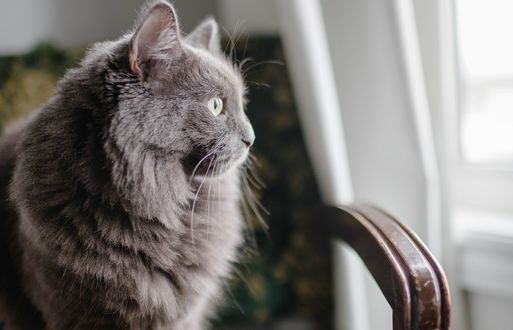 Обои на рабочий стол Кошка дымчатого цвета сидит на кресле, by Paige Cody