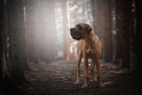 Обои на рабочий стол Немецкий дог на прогулке в лесу, фотограф Nikol Kopp