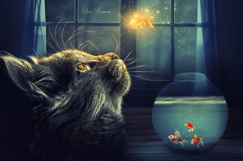Обои на рабочий стол Кошка смотрит на золотую рыбку, by DoaaHammam