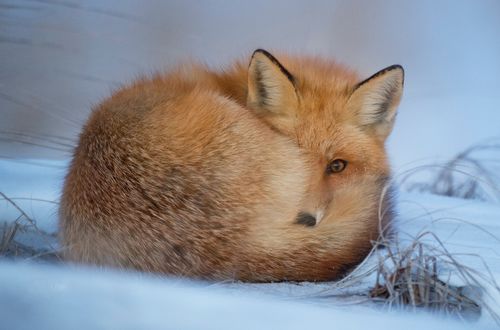 Обои на рабочий стол Рыжая лисичка на снегу, by Jiri­ Dvorak