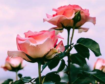 Обои на рабочий стол Цветение розовых роз