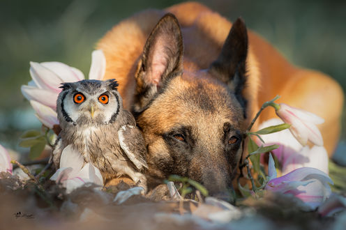 Обои на рабочий стол Овчарка лежит рядом с совой в цветах, by Tanja Brandt
