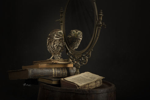 Обои на рабочий стол Сова стоит перед зеркалом, by Tanja Brandt