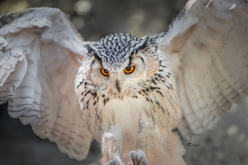 Обои на рабочий стол Сова при взлете, by Tanja Brandt