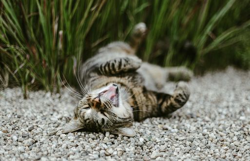 Обои на рабочий стол Кошка лежит на щебенке, by Allie