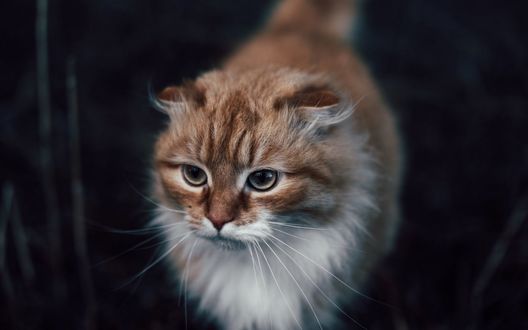 Обои на рабочий стол Рыжий кот, автор Vadim Sadovski