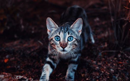 Обои на рабочий стол Полосатая кошка потягивается, стоя на земле, by dominik reallife