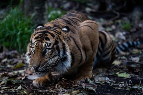 Обои на рабочий стол Тигр на земле, David Whelan Photography