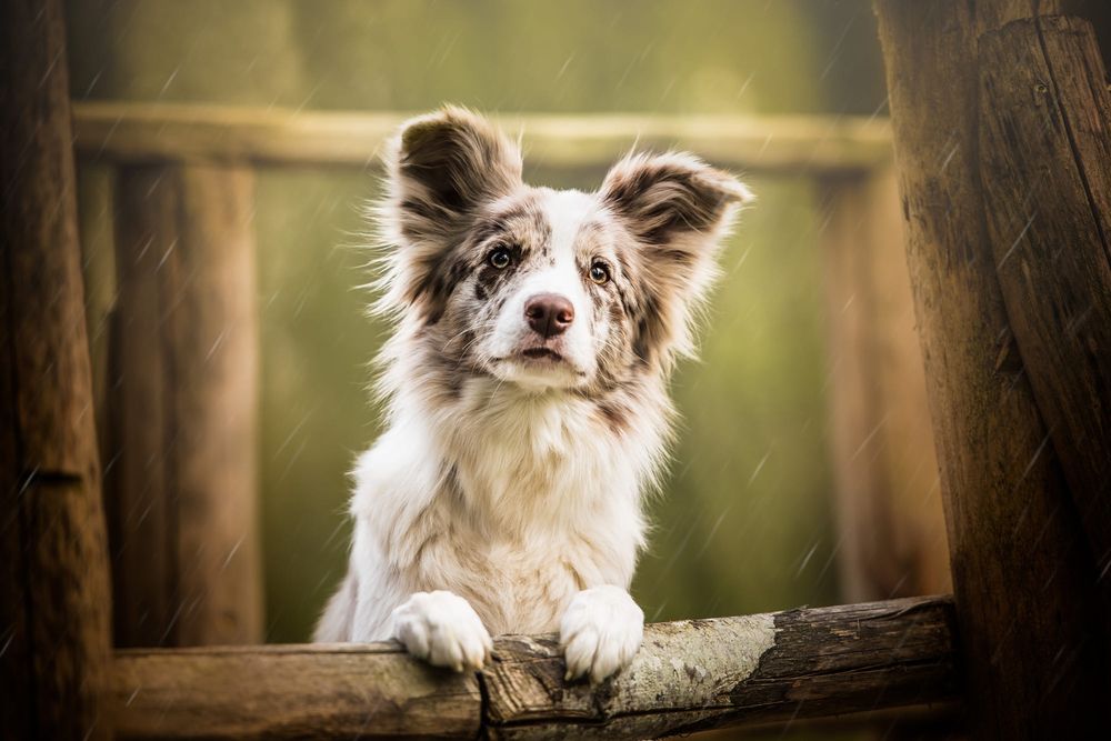 Обои для рабочего стола Щенок австралийской овчарки с грустным видом под каплями дождя