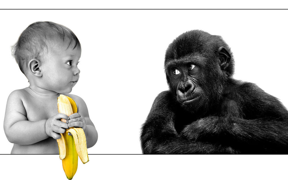 Обои для рабочего стола Ребенок с бананом и маленькая горилла с вопрошающим взором