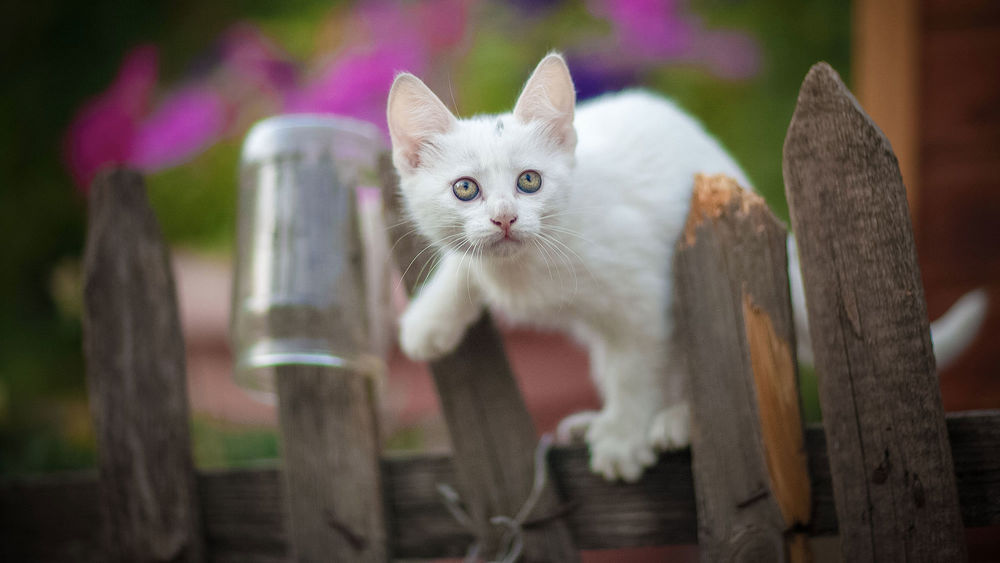 Обои для рабочего стола Белый котик на заборе, фотограф Юрий Коротун
