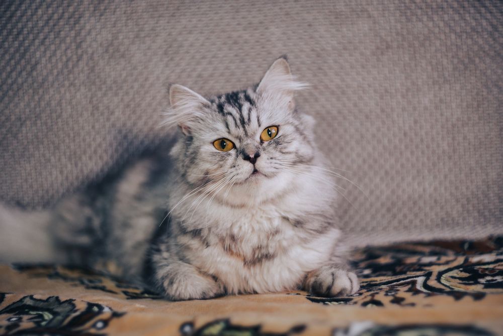 Обои для рабочего стола Серая кошка лежит на постели, by 99mimimi