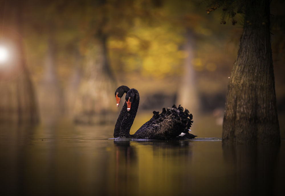 Обои на рабочий стол Black Swan. Обои 2 лебедя на темном фоне.