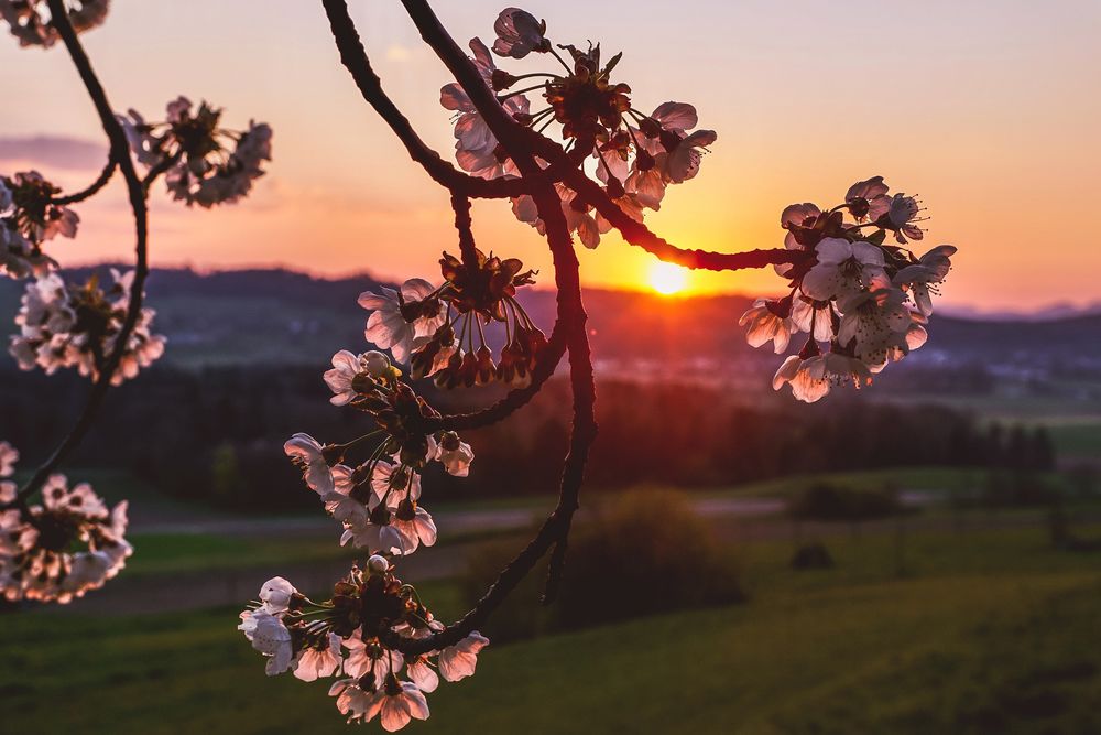 Обои для рабочего стола Ветка цветущей вишни на фоне яркого солнца, by Susanne Jutzeler