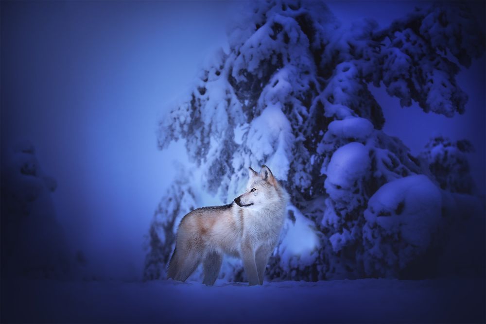 Обои для рабочего стола Чехословацкий волчак стоит в снегу, by Ilona Mikkonen Photography