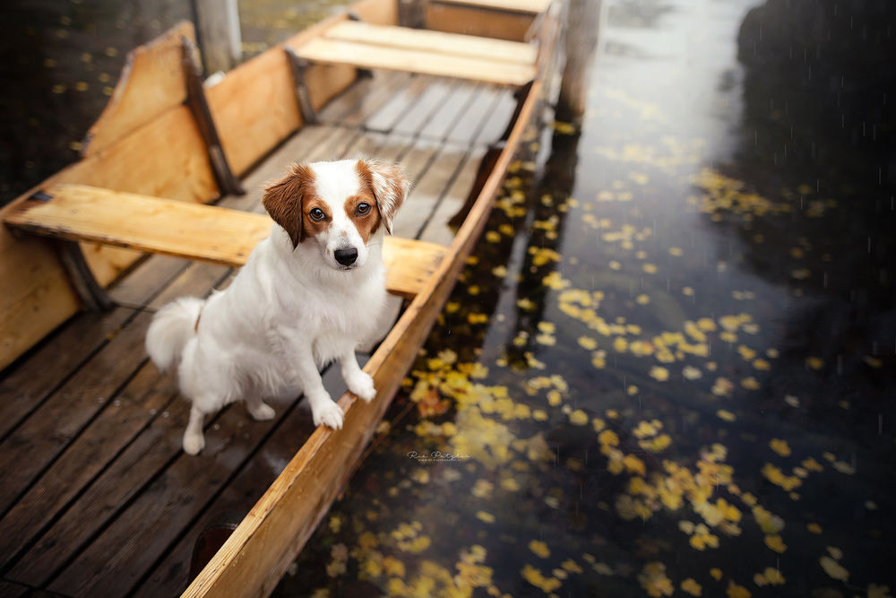 Обои для рабочего стола Собака породы кромфорлендер в лодке, by Dackelpup