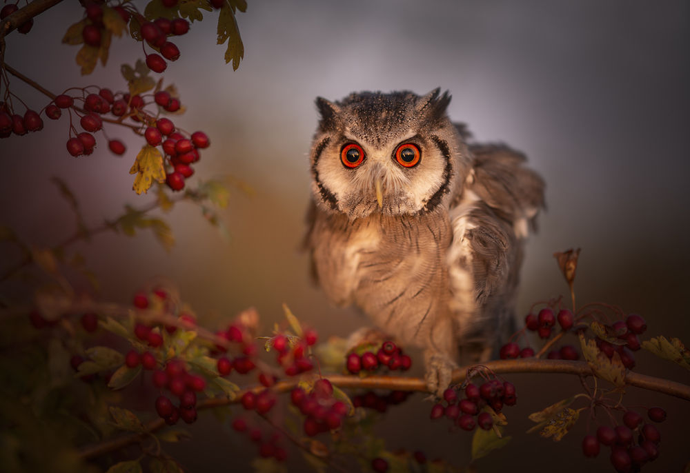 Обои для рабочего стола Сова на рябиновом дереве, by Tanja Brandt