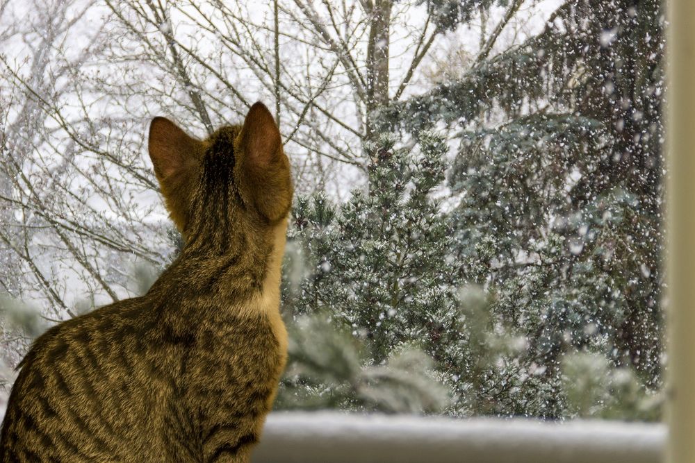 Обои для рабочего стола Серая кошка на фоне окна, в которое видно деревья и падающий снег, by Gundula Vogel