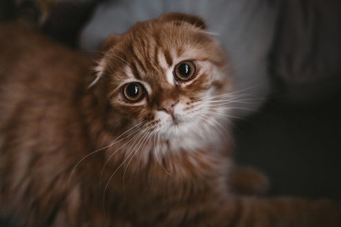 Обои на рабочий стол Милая рыжая кошка, by Viktor Mogilat