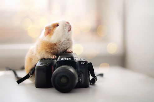 Обои на рабочий стол Морская свинка поставила передние лапки на фотоаппарат Nikon