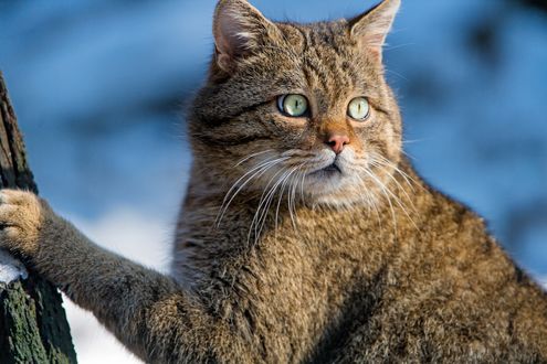 Обои на рабочий стол Лесной кот поставил переднюю лапу на ствол дерева, фотограф Tambako The Jaguar