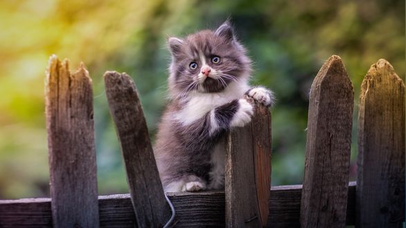 Обои на рабочий стол Котенок сидит на заборе, фотограф Юрий Коротун