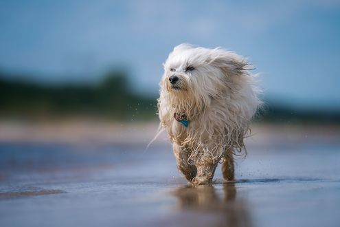 Обои на рабочий стол Гаванский бишон прогуливается у воды, фотограф Ralf Bitzer