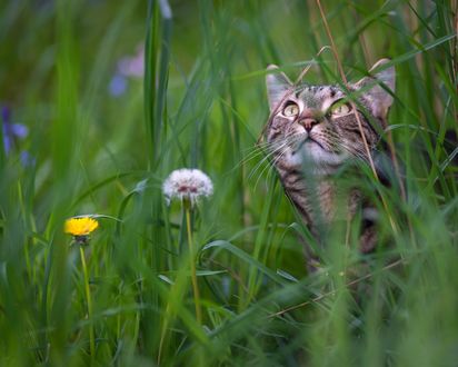 Обои на рабочий стол Полосатая кошка в траве