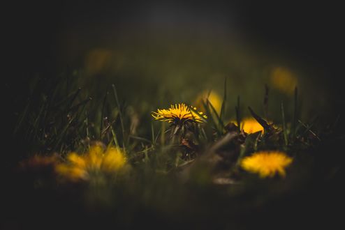 Обои на рабочий стол Одуванчики в траве, by allison christine