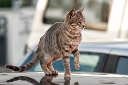 Обои на рабочий стол Полосатая кошка на крыше авто