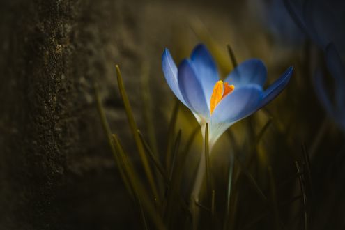 Обои на рабочий стол Крокус возле дерева, фотограф christian mu