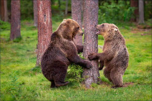 Обои на рабочий стол Бурые медведи стоят у дерева, by Georg Scharf