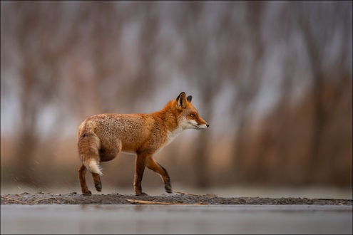 Обои на рабочий стол Лиса идет вдоль реки, by Georg Scharf