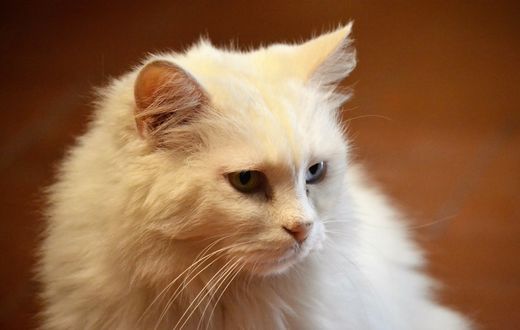 Обои на рабочий стол Белая кошка смотрит в сторону