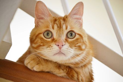 Обои на рабочий стол Рыжий кот смотрит вниз