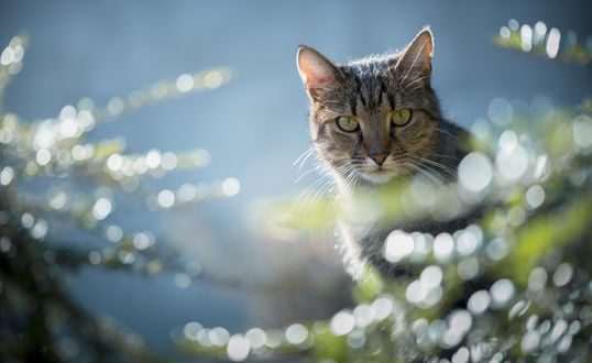 Обои на рабочий стол Серая кошка, фотограф Katarina Drezga
