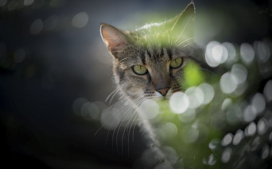 Обои на рабочий стол Серая кошка, фотограф Katarina Drezga