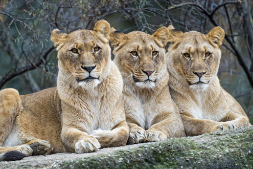 Обои на рабочий стол Три львицы на камне, фотограф Tambako The Jaguar